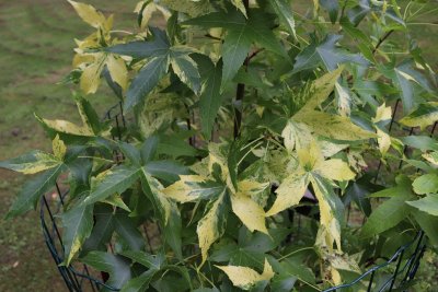 Liquidambar styraciflua 'Aurora' - amborň západní - listy